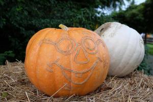 Pumpkins in the german muensterland photo