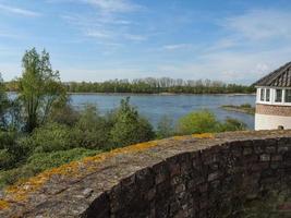 rees at the river rhine photo