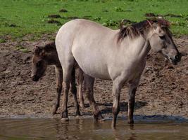 wild horses in westphalia photo