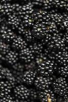 Blackberries In A Bowl Macro photo