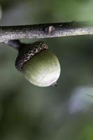 bellotas en arbol foto