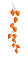 Physalis flowers, berries and leaves of an autumn plant. colors orange vector illustration on a white background