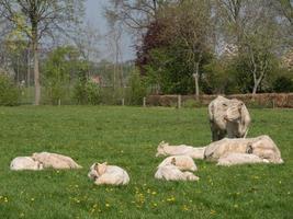 white cows on a meadow in germany photo