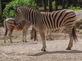 animales en el zoológico foto