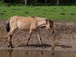 wild horses in westphalia photo