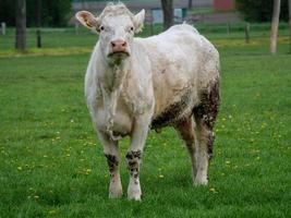 white cows in westphalia photo