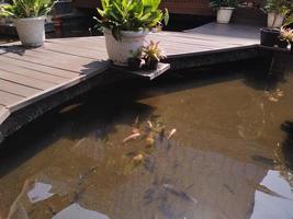 natural outdoor fish pond with wooden path