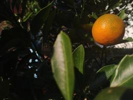 industrias agrícolas. jardín de frutas naranjas maduras foto