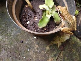 frog perched on the edge of the pot photo