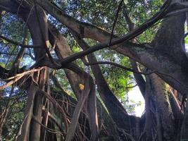 raíces y ramas de árboles grandes foto