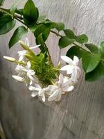 a bunch of blooming white jasmine flowers photo