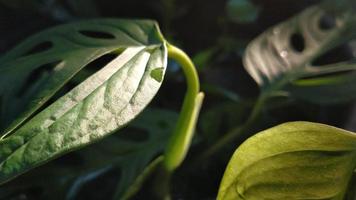 Background image of a monstera plant on the sunshine. Green and natural concept photo