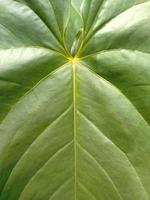 wide green plant leaf pattern. Suitable for anything related to green, natural,  ecosystem, earth day.