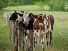 cows in westphalia photo