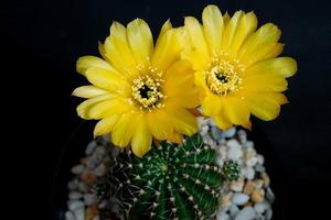 lobivia aurea britton y rose backeb gold yellow blossom es echinopsis que se encuentra en zonas tropicales de argentina. es tipo de planta cactus cact tiene 2 estambres de flores que coinciden con el color de la vista superior de la flor foto