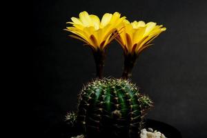 Lobivia aurea Britton and Rose Backeb. gold yellow blossom is Echinopsis found in tropical at Argentina. it plant type cactus cacti have 2 flowers, stamens match the color of the flower. photo