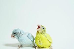 Forpus 2 baby bird newborn American yellow and white color sibling pets standing on white background, the domestic animal is the smallest parrot in the world. photo