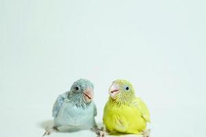 Forpus 2 baby bird newborn American yellow and white color sibling pets standing on white background, the domestic animal is the smallest parrot in the world. photo