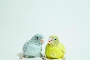 Forpus 2 baby bird newborn American yellow and white color sibling pets standing on white background, the domestic animal is the smallest parrot in the world. photo
