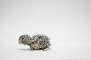 forpus bebé pájaro recién nacido color verde 20 días de edad de pie sobre fondo blanco, es el loro más pequeño del mundo. foto