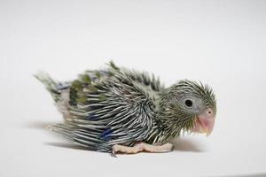 Forpus baby bird newborn green color 20 day old standing on white background, it is the smallest parrot in the world. photo