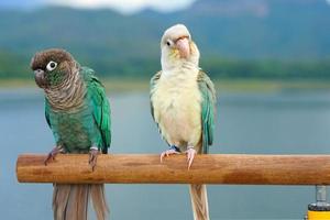 Green cheek conure couple turquoise and turquoise cinnamon and opaline mutations color on the sky and mountain background, the small parrot of the genus Pyrrhura, has a sharp beak
