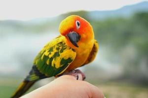 sun conure loro o pájaro hermoso es aratinga tiene amarillo en la mano fondo borroso montañas y cielo, aratinga solstitialis mascota exótica adorable, nativo de amazon foto