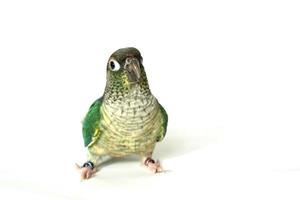 Green cheek conure blue turquoise yellow sided color isolated on white background, the small parrot of the genus Pyrrhura, has a sharp beak. Native to South America. photo