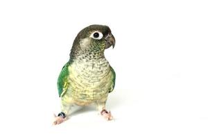 mejilla verde conure azul turquesa amarillo lado color aislado sobre fondo blanco, el pequeño loro del género pyrrhura, tiene un pico afilado. nativa de sudamerica. foto