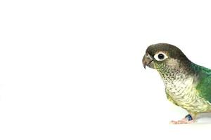 Green cheek conure blue turquoise yellow sided color isolated on right edge picture white background, the small parrot of the genus Pyrrhura, has a sharp beak. Native to South America. photo