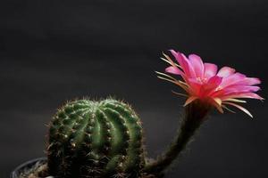 Lobivia hybrid flower pink and red, it plant type of cactus cacti stamens the yellow color is Echinopsis found in tropical photo