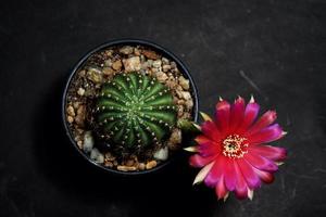 Lobivia hybrid flower pink and red, it plant type of cactus cacti stamens the yellow color is Echinopsis found in tropical ,top view photo