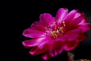 lobivia híbrido flor rosa, planta tipo de cactus cactus estambres el color amarillo es echinopsis encontrado en tropical, primer plano foto