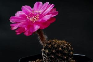 Lobivia hybrid flower pink, it plant type of cactus cacti stamens the yellow color is Echinopsis found in tropical ,close up shot