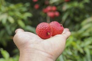 mano que sostiene la fruta de lichi foto