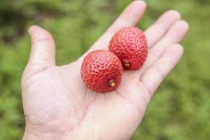 mano que sostiene la fruta de lichi foto