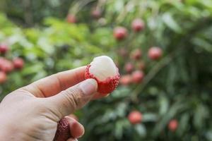 mano que sostiene la fruta de lichi foto