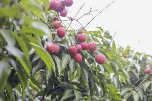 fruta de lichi en el árbol foto