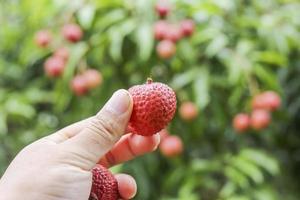 mano que sostiene la fruta de lichi foto