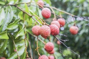 lychee fruit on tree photo