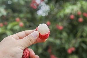 hand holding lychee fruit photo