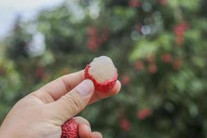 mano que sostiene la fruta de lichi foto