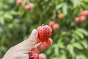 mano que sostiene la fruta de lichi foto