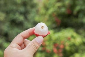 hand holding lychee fruit photo