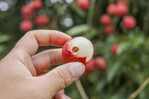 mano que sostiene la fruta de lichi foto