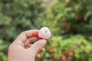 mano que sostiene la fruta de lichi foto