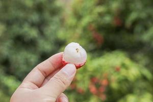 mano que sostiene la fruta de lichi foto