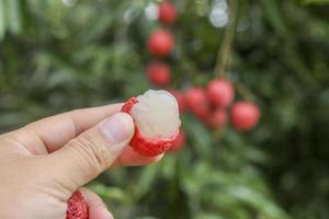 mano que sostiene la fruta de lichi foto