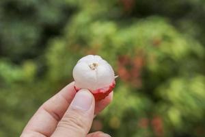 mano que sostiene la fruta de lichi foto