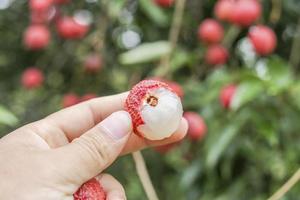 mano que sostiene la fruta de lichi foto